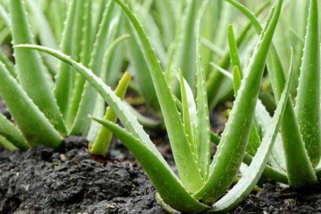 Aloe Vera Bitkisi