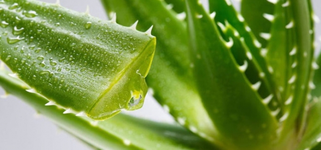 Aloe Vera ile Saç Maskesi Tarifi