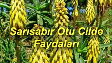 Sarısabır Otu Cilde Faydaları 2026 Güneş lekeleri Sarısabır Otu