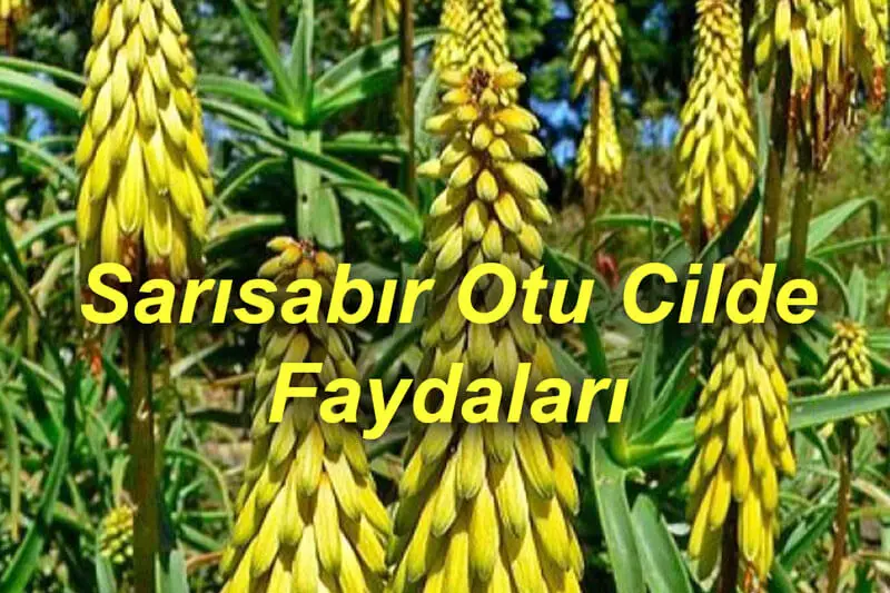 Sarısabır Otu Cilde Faydaları 2025 Sarısabır Otu Sarısabır Otu