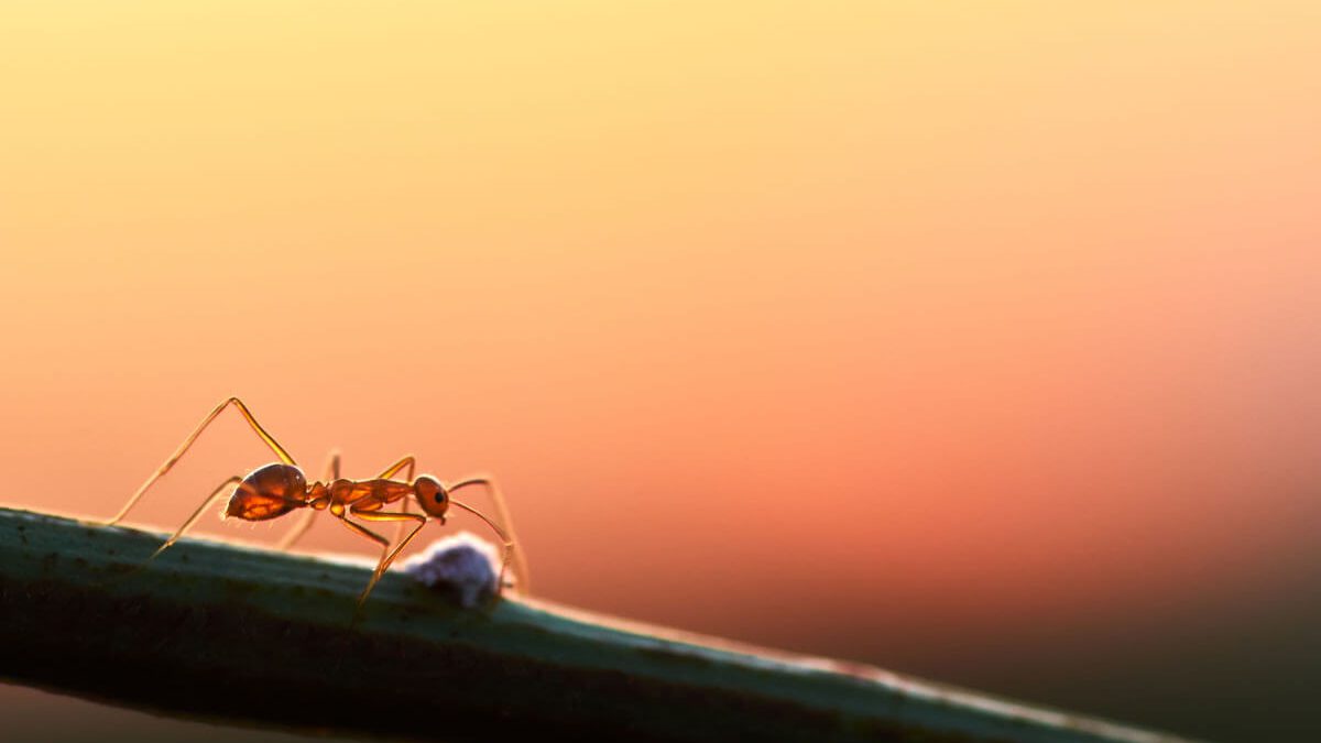 pençe makaslama ödünç veren  Evdeki Karıncalardan Kurtulmak