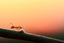 Evdeki Karıncalardan Kurtulmak
