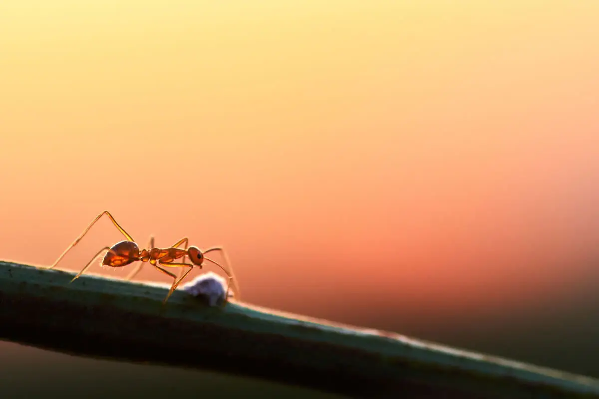 Evdeki Karıncalardan Kurtulmak