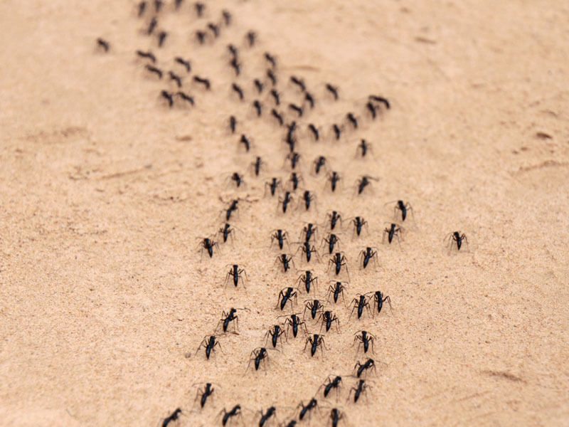 Evdeki Karıncalardan Nasıl Kurtulurum