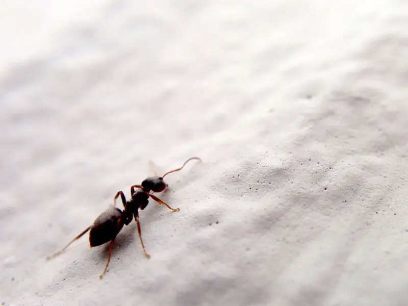 Karıncaları Ne Kaçırır