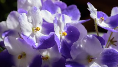 Afrika Menekşesi Bakımı ve Özellikleri 2026 çuha çiçeği Afrika Menekşesi