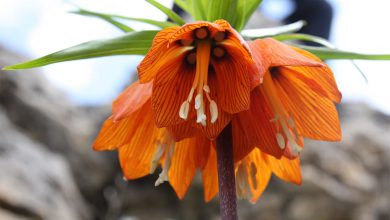 Ağlayan Gelin Çiçeği 2026 çuha çiçeği Ağlayan Gelin Çiçeği