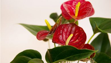 Antoryum Çiçeği Bakımı ve Özellikleri 2026 cam güzeli Antoryum Çiçeği