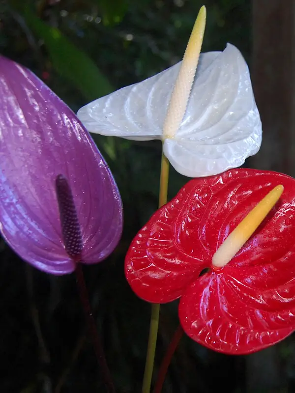 Antoryum Çiçeği Bakımı ve Özellikleri 2026 Antoryum Çiçeği Antoryum Çiçeği Bakımı