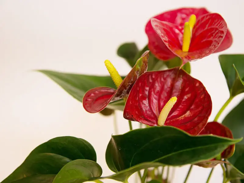 Antoryum Çiçeği Bakımı ve Özellikleri 2026 Antoryum Çiçeği Antoryum Çiçeği Tohumu