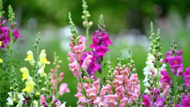 Aslanağzı Çiçeği Bakımı ve Özellikleri 2026 cam güzeli Aslanağzı Çiçeği