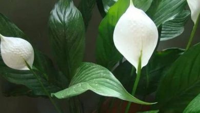 Barış Çiçeği Bakımı, Tohumu ve Özellikleri 2026 cam güzeli Barış Çiçeği