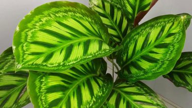 Dua Çiçeği Bakımı ve Özellikleri 2026 cam güzeli Dua Çiçeği Bakımı ve Özellikleri