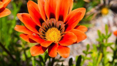 Gazanya Çiçeği Bakımı Nasıl Yapılmalı? 2026 cam güzeli Gazanya Çiçeği Bakımı Nasıl Yapılmalı?