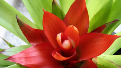 Guzmanya Çiçeği Bakımı ve Özellikleri 2026 Kardelen Çiçeği Guzmanya Çiçeği Bakımı ve Özellikleri