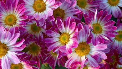 Kasımpatı Çiçeği Bakımı ve Özellikleri 2026 Kardelen Çiçeği Kasımpatı Çiçeği Bakımı ve Özellikleri