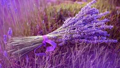Lavanta Çiçeği Bakımı ve Özellikleri 2026 cam güzeli Lavanta Çiçeği