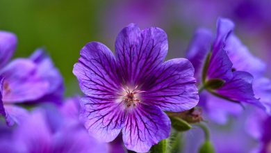 Menekşe Çiçeği Bakımı ve Özellikleri 2026 Kardelen Çiçeği Menekşe Çiçeği Bakımı ve Özellikleri