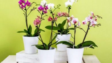 Orkide çiçeği nedir? Orkide çiçeğinin bakımı nasıl yapılmalıdır?