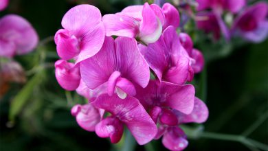 Bezelye Çiçeği Bakımı ve Özellikleri Nelerdir? 2026 Kardelen Çiçeği Bezelye Çiçeği Bakımı ve Özellikleri Nelerdir?