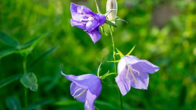 Çan Çiçeği Bakımı ve Özellikleri 2026 Kardelen Çiçeği Çan Çiçeği Bakımı ve Özellikleri