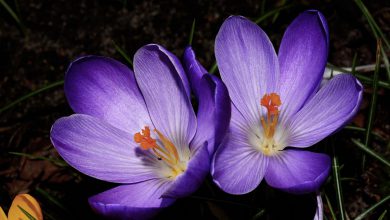 Çiğdem Çiçeği Bakımı ve Özellikleri 2026 Kardelen Çiçeği Çiğdem Çiçeği Bakımı ve Özellikleri