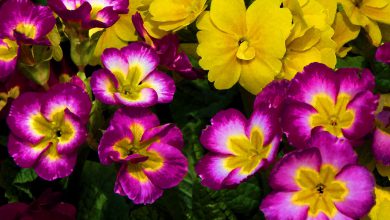 Çuha Çiçeği Bakımı ve Özellikleri 2026 çuha çiçeği Çuha Çiçeği Bakımı ve Özellikleri