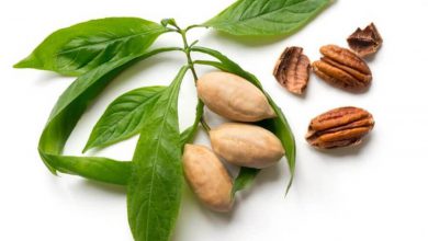 Hickory Fındık Yağı Ne İşe Yarar? 2026 Mandalina Yağı Hickory Fındık Yağı Ne İşe Yarar?