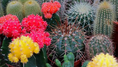 Kaktüs Çiçeği Bakımı ve Özellikleri 2026 Kardelen Çiçeği Kaktüs Çiçeği Bakımı ve Özellikleri