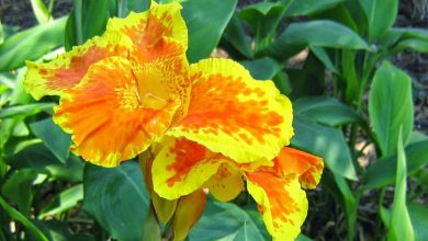 Kana Çiçeği Bakımı ve Özellikleri 2026 Kardelen Çiçeği Kana Çiçeği Bakımı ve Özellikleri