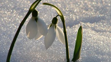 Kardelen Çiçeği Bakımı ve Özellikleri 2026 Kardelen Çiçeği Kardelen Çiçeği Bakımı ve Özellikleri