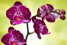 Orkide Çiçeğinin Bakımı ve Özellikleri
