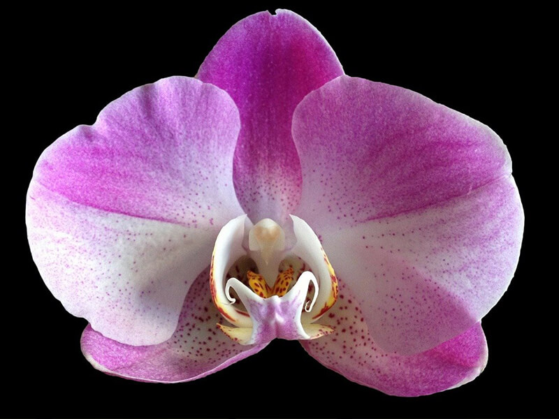 Orkide Çiçeğinin Özellikleri Nelerdir?