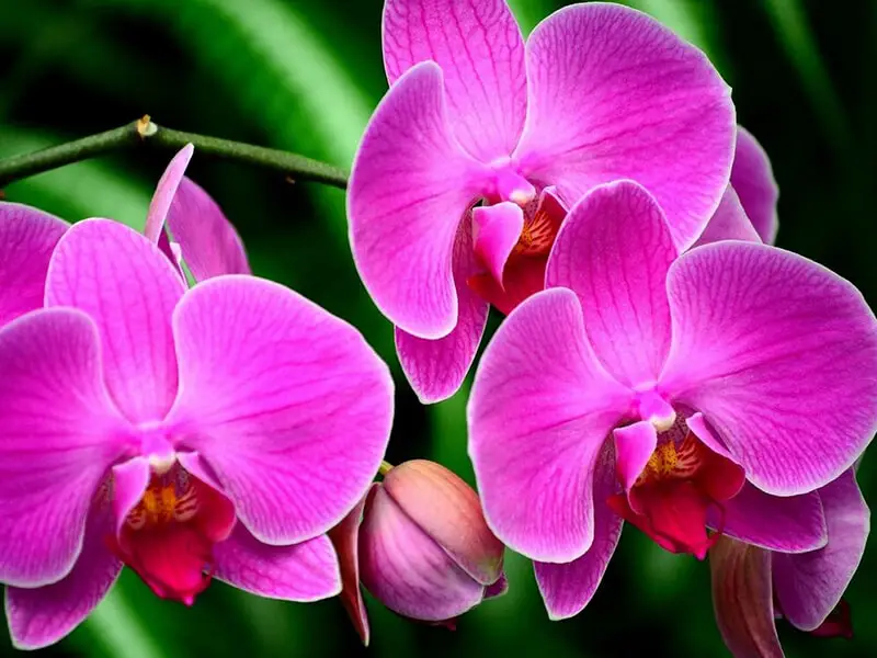 Orkide Çiçeği Tohumu