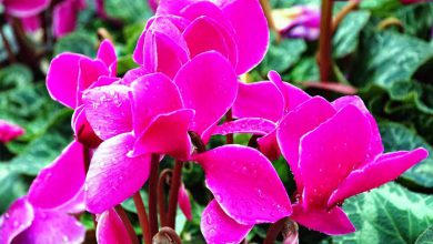 Siklamen Çiçeği Bakımı ve Özellikleri 2026 çuha çiçeği Siklamen Çiçeği Bakımı ve Özellikleri