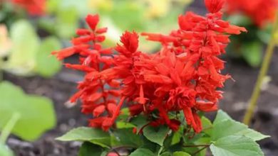 Ateş Çiçeği Yetiştirmenin Püf Noktaları ve Özellikleri
