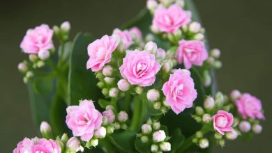 Kalanşo Çiçeği Nasıl Yetiştirilir? Kalanşo Çiçeği Bakımı