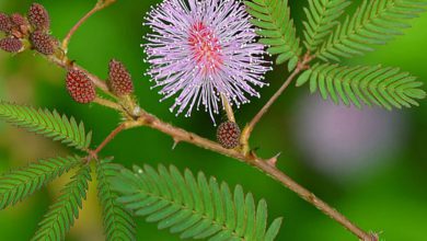 Küstüm çiçeği (Dokunma bana çiçeği) bakımı nasıl yapılır?