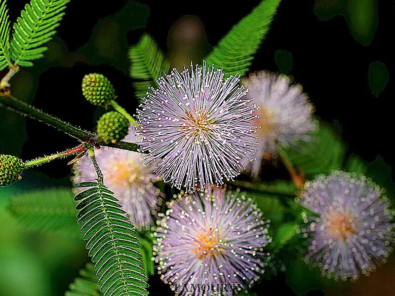 Küstüm çiçeğinin özellikleri nelerdir?