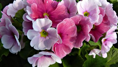 Onbir Ay Çiçeği Bakımı ve Özellikleri 2026 çuha çiçeği Onbir Ay Çiçeği Bakımı ve Özellikleri