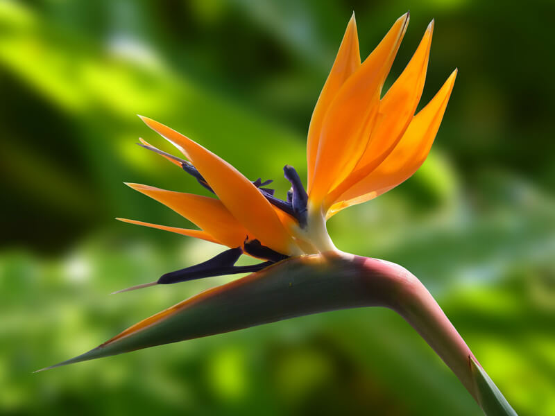 Cennet Kuşu Çiçeği Çoğaltma Nasıl Yapılır?