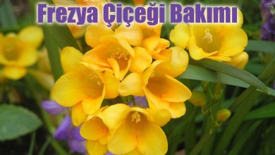 Frezya Çiçeği Bakımı ve Özellikleri