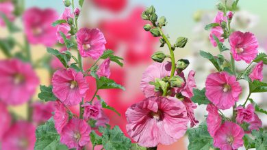 Hatmi Çiçeğinin Bakımı ve Özellikleri