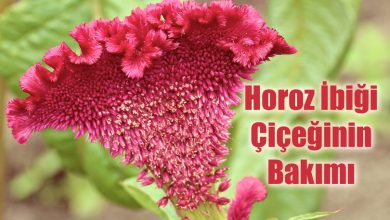Horoz İbiği Çiçeğinin Bakımı ve Özellikleri