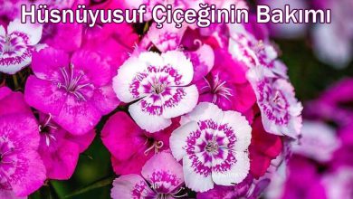 Hüsnüyusuf Çiçeğinin Bakımı ve Özellikleri