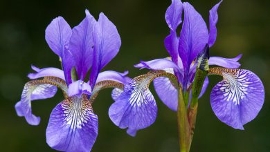 İris Çiçeğinin Bakımı ve Özellikleri