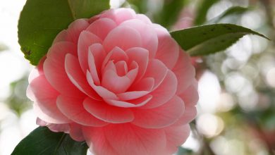 Kamelya Çiçeğinin Bakımı ve Özellikleri