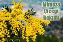 Mimoza Çiçeği Bakımı ve Özellikleri