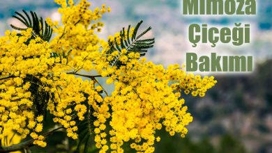 Mimoza Çiçeği Bakımı ve Özellikleri