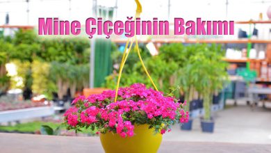 Mine Çiçeğinin Bakımı ve Özellikleri